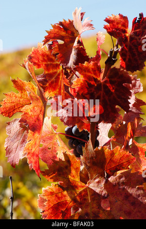 Wein erzeugenden schwarzen Trauben wachsen auf einem bunten Weinrebe in Le Marche Italien, Stockfoto