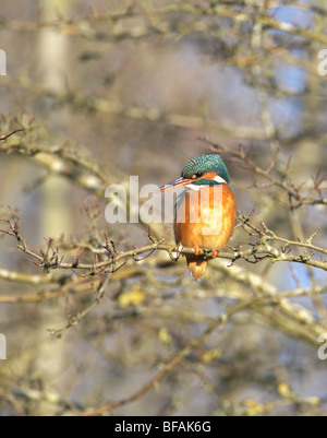 EISVOGEL WEIBLICHE ALCEDO ATTHIS THRONT AUF AST BAUM ARUNDEL WEST SUSSEX UK Stockfoto