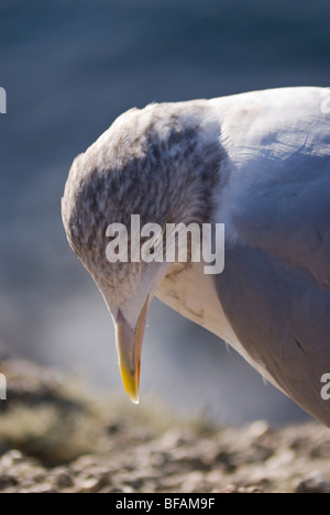 Silbermöwe stehen auf Felsen an Cornwalls Küste Stockfoto