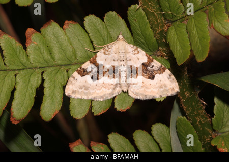 Silber-Boden Teppich Motten (Xanthorhoe Montanata: Geometridae), UK. Stockfoto