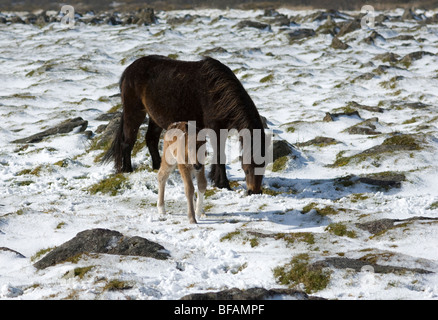 Neu geborenen Fohlen und Stute in leichter Schneefall auf Dartmoor, Devon UK Stockfoto