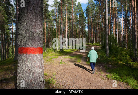 Ältere Frau beim Wandern in der Kiefernheide / Nadelwald Taiga ( pinus sylvestris ) an Gletscheresker , Finnland Stockfoto