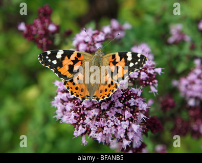 Eine gemalte Dame (Vanessa cardui) Schmetterling auf einer Majoran (Origanum majorana, Lamiaceae) mehrjährige Kräuterblume, England, Großbritannien Stockfoto