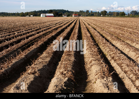 Einem traditionellen ländlichen Bauernhof auf dem Land mit einem Feld, wo der Boden in langen, geraden Reihen gepflügt wird. Stockfoto