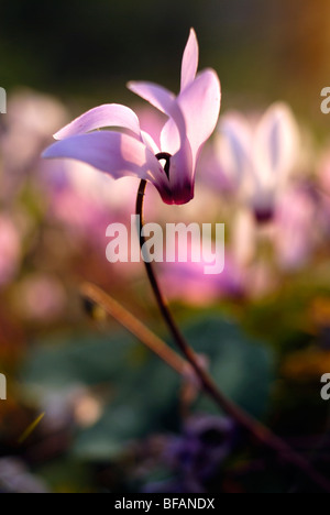 Cyclamen Persicum persische Veilchen, Israel Frühjahr März 2008 Stockfoto