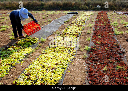 Israel, Trocknung der Trauben in der Sonne, Rosinen zu produzieren Stockfoto