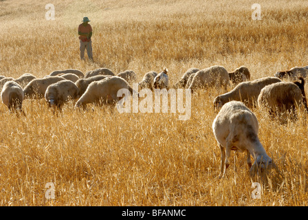 Israel, Negev-Wüste, Beduinen Schäfer und seiner Schafherde Stockfoto