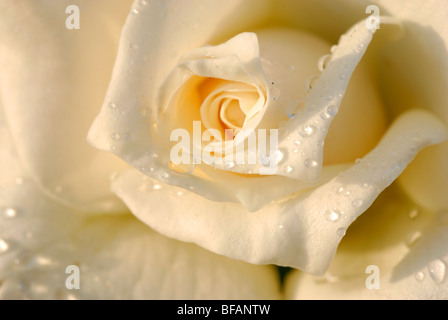 Eine schöne und perfekte weisse Rose Nahaufnahme Stockfoto