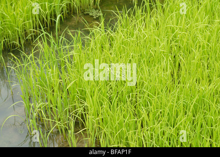 Einem Feld Paddy Reis überfluteten Ackerland für den Anbau von Reis. Grün wächst Reis Stockfoto