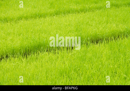 Einem Feld Paddy Reis überfluteten Ackerland für den Anbau von Reis. Grün wächst Reis Stockfoto