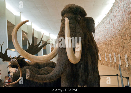 Gefüllte Wollhaarmammut in Musée de Préhistoire des Gorges du Verdon in Quinson, Frankreich Stockfoto