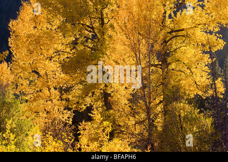 Pappeln, Weiden und Espe in Herbstfarben in der Nähe von Oxbow Bend in Grand Teton Nationalpark, Wyoming Stockfoto