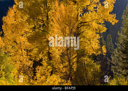 Pappeln, Weiden und Espe in Herbstfarben in der Nähe von Oxbow Bend in Grand Teton Nationalpark, Wyoming Stockfoto