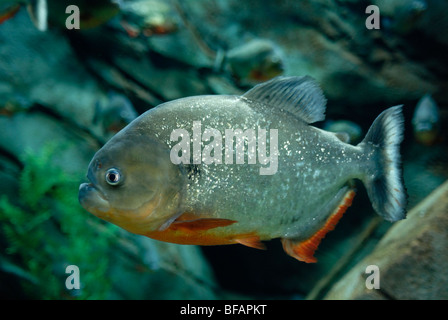 Roter Piranha-Ausstellung, Pygocentrus Nattereri, Georgia Aquarium, Atlanta, GA Stockfoto