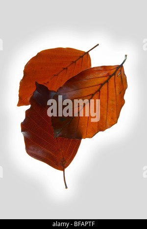 Gemeinsamen Buche Fagus Sylvatica Buchengewächse hinterlässt auf einem Leuchtkasten mit einer grauen Vignette hinzugefügt Stockfoto