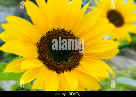 Nahaufnahme von hellen gelben Sonnenblume mit aus Fokus Sonnenblume im Hintergrund Stockfoto