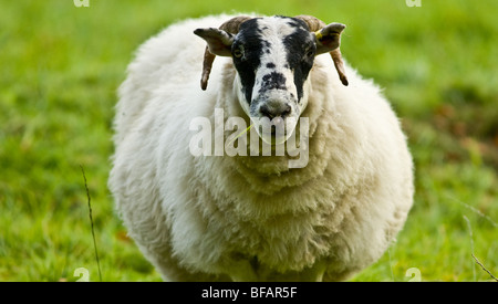 große schwangere ewe Stockfoto