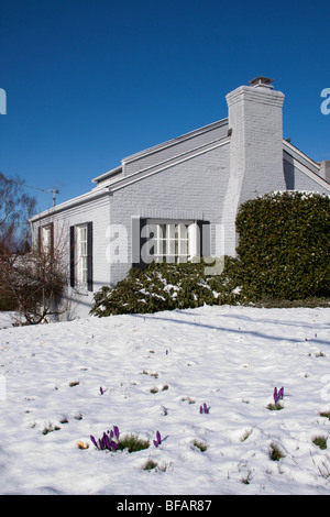 Krokusse gepflanzt in Rasen im Vorgarten des Hauses mit späten Winterschnee bedeckt, Magnolia Nachbarschaft, Seattle, Washington Stockfoto