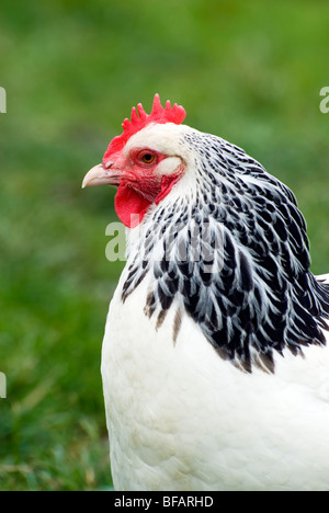 Nahaufnahme von weißen und schwarzen Huhn Freilandhaltung Stockfoto