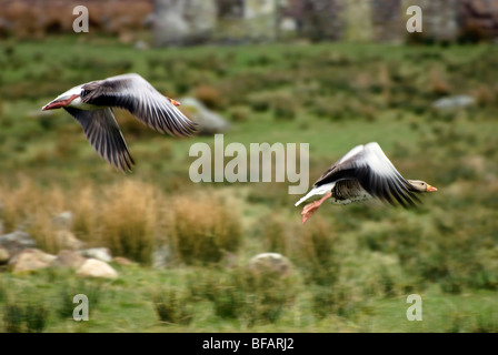 Ein paar Graugänse im Flug über Felder in Laide, Schottland Stockfoto