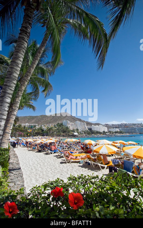 Anfi Beach Küste Luxusresort mit Palmen und Hibiskus in Arguineguin Gran Canaria Kanaren Spanien Stockfoto
