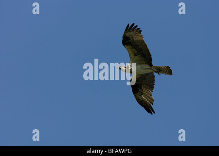 Fischadler (Pandion Haliaetus Carolinensis), im Flug. Stockfoto