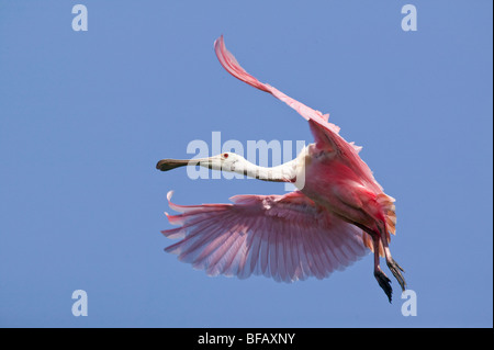 Rosige Löffler kommt für eine Landung in Nordflorida. Stockfoto