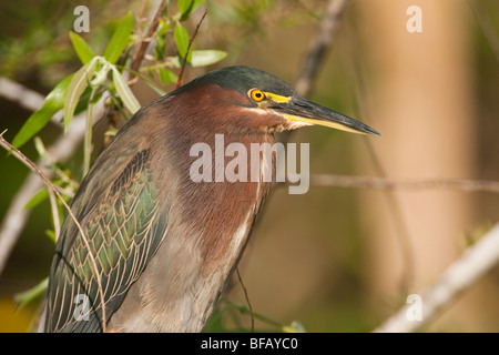 Grüne Reiher sitzen in den Mangroven in den östlichen Everglades in Florida. Stockfoto