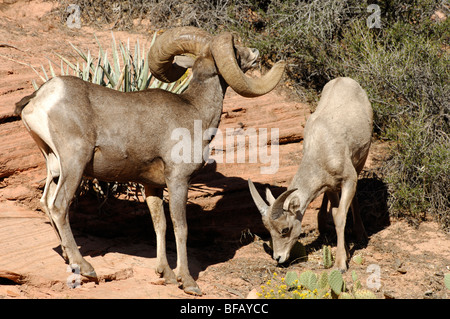 Stock Foto eine große Wüste Bighorn RAM Anzeige Zucht Verhalten durch ein Mutterschaf, Zion Nationalpark, Utah. Stockfoto