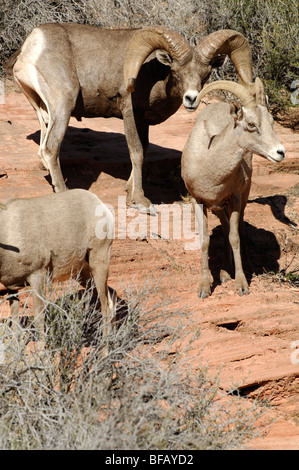 Stock Foto eine große Wüste Bighorn RAM Anzeige Zucht Verhalten durch ein Mutterschaf, Zion Nationalpark, Utah. Stockfoto