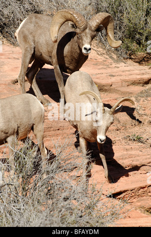 Stock Foto eine große Wüste Bighorn RAM Anzeige Zucht Verhalten durch ein Mutterschaf, Zion Nationalpark, Utah. Stockfoto