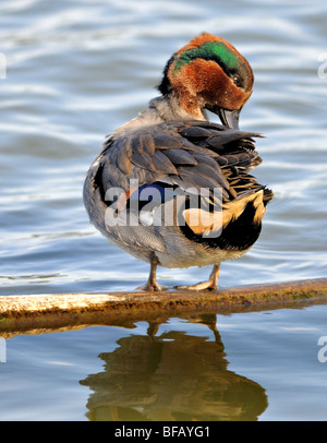 Eine grün-geflügelte Teal-Anas-Crecca, hier im Wasser stehend gesehen. Stockfoto