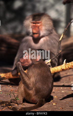 Hamadryas Pavian Melbourne Zoo Stockfoto