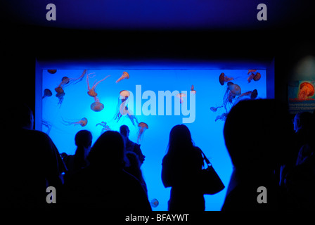 Quallen-Anzeige im Georgia Aquarium, Atlanta, GA Stockfoto