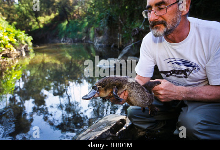 Biologe mit Schnabeltier, Australien Stockfoto