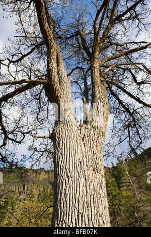 Ein Oregon weiß Eiche in der Tieton-River-Canyon, Washington, USA. Stockfoto