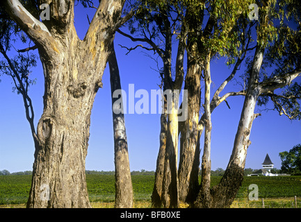 Mitchelton Winery, Victoria Australien Stockfoto