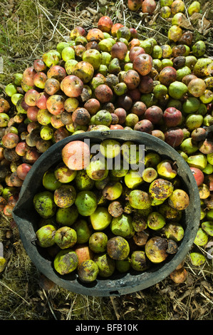 Mostäpfel bereit versammelt, um an einem traditionellen Apfelwein-Obstgarten in Devon abholen Stockfoto