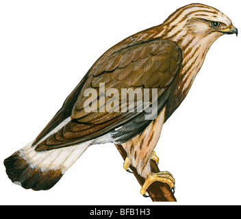 Rough – Dreibein hawk Stockfoto