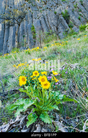 Balsamwurzel Blumen auf einem grasbewachsenen Hang unterhalb Andesit Felsen Spalten in der Tieton River Gorge, Washington, USA. Stockfoto