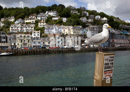 Möwe stehend auf "Möwen nicht füttern" Zeichen Looe Cornwall England Stockfoto