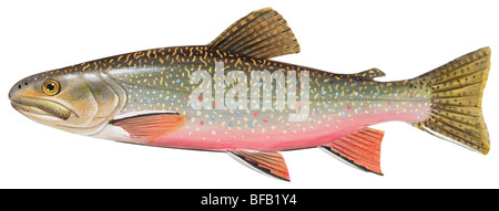 S fontinalis -Fotos und -Bildmaterial in hoher Auflösung – Alamy