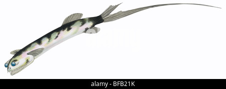 Teleskop-Fisch Stockfoto