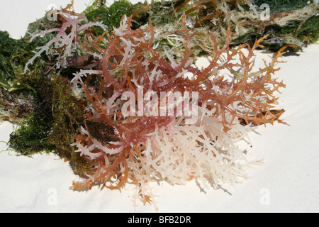 Seetang Eucheuma Spinosum am Jambiani Beach, Zanzibar Stockfoto