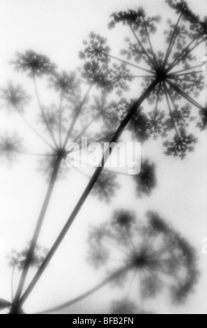 Anthriscus Sylvestris, Kuh Petersilie, schwarz und weiß monochromes Bild Dolde geprägt Blütenköpfchen. Stockfoto