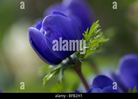 Anemone Coronaria, Anemone Stockfoto