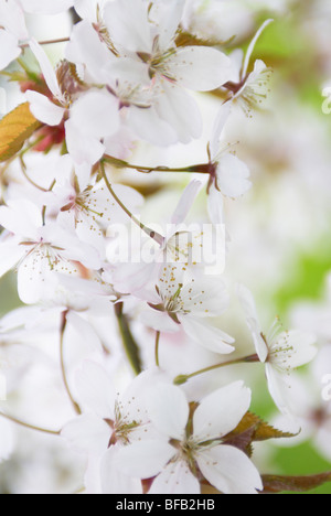 Prunus, Kirsche Stockfoto