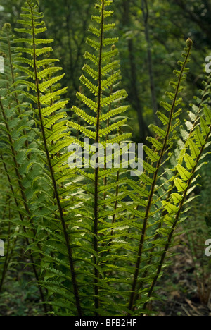 Dryopteris Wallichiana, Farn, Wallich Holz Farn Stockfoto