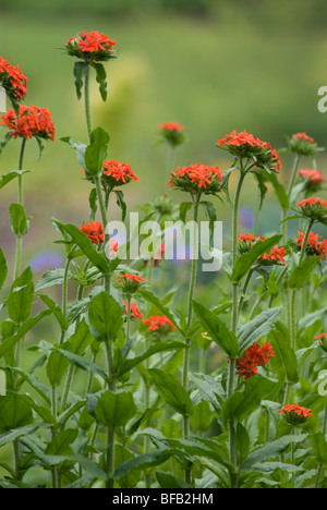 Lychnis Chalcedonica, Malteserkreuz Stockfoto