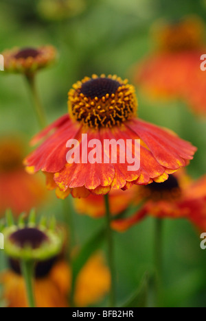 Helenium 'Indian Summer', Helen Blume, Sneezeweed Stockfoto